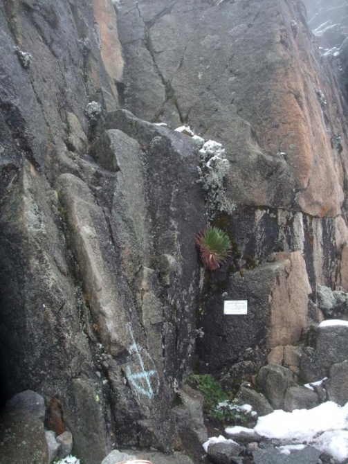 Гора Кения (Путешествие в колыбель Обамы - 4, Горный туризм, абердаре, батиан, африка)