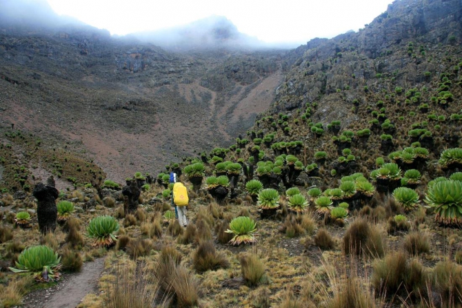 Гора Кения (Путешествие в колыбель Обамы - 4, Горный туризм, абердаре, батиан, африка)