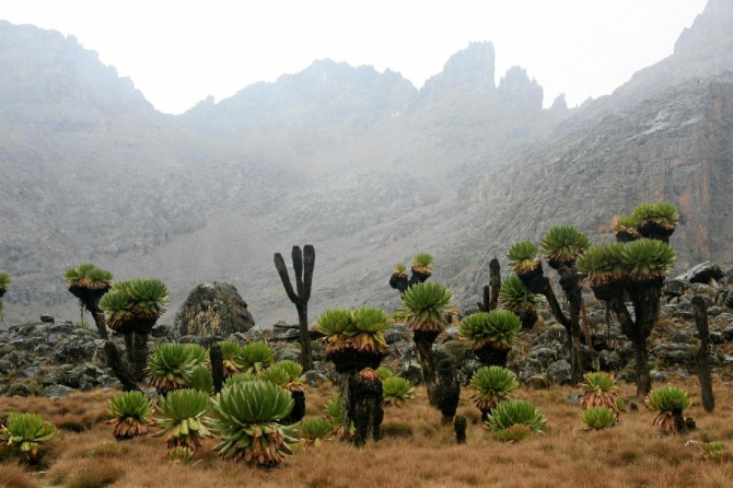 Гора Кения (Путешествие в колыбель Обамы - 4, Горный туризм, абердаре, батиан, африка)