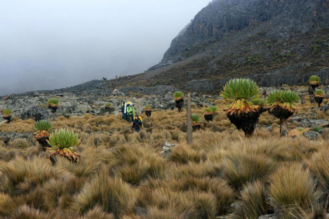 Гора Кения (Путешествие в колыбель Обамы - 4, Горный туризм, абердаре, батиан, африка)