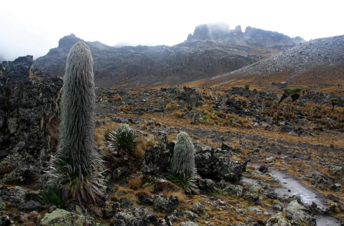 Гора Кения (Путешествие в колыбель Обамы - 4, Горный туризм, абердаре, батиан, африка)