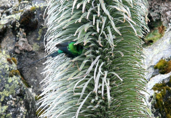 Гора Кения (Путешествие в колыбель Обамы - 4, Горный туризм, абердаре, батиан, африка)