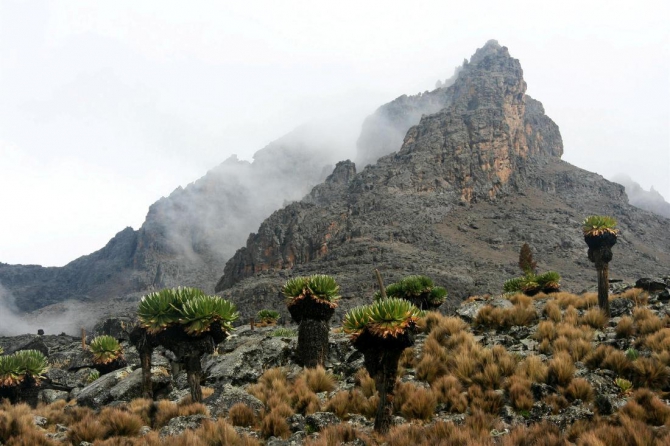 Гора Кения (Путешествие в колыбель Обамы - 4, Горный туризм, абердаре, батиан, африка)
