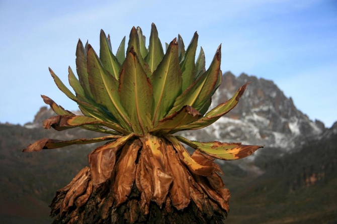 Гора Кения (Путешествие в колыбель Обамы - 4, Горный туризм, абердаре, батиан, африка)