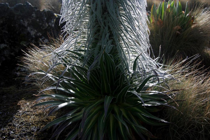 Гора Кения (Путешествие в колыбель Обамы - 4, Горный туризм, абердаре, батиан, африка)