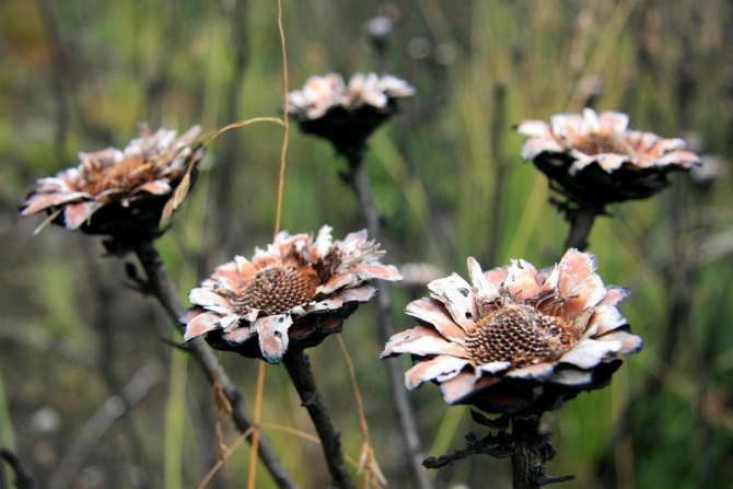 Гора Кения (Путешествие в колыбель Обамы - 4, Горный туризм, абердаре, батиан, африка)