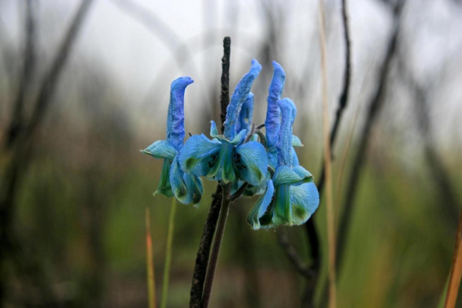 Гора Кения (Путешествие в колыбель Обамы - 4, Горный туризм, абердаре, батиан, африка)