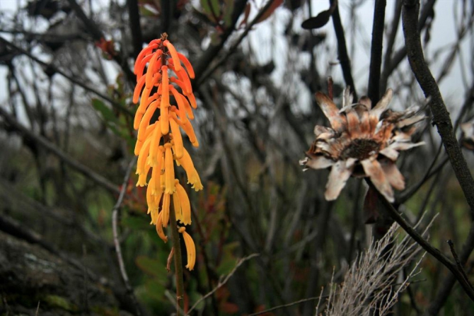 Гора Кения (Путешествие в колыбель Обамы - 4, Горный туризм, абердаре, батиан, африка)