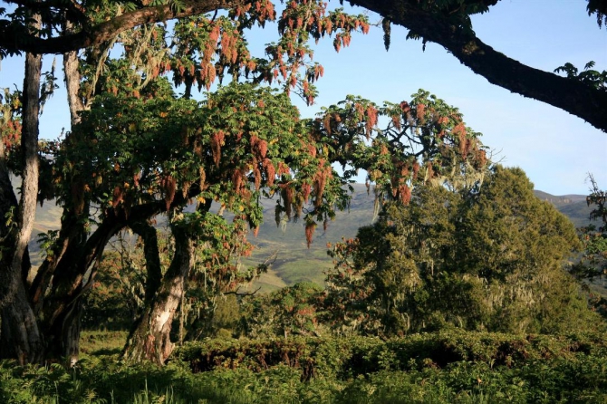 Гора Кения (Путешествие в колыбель Обамы - 4, Горный туризм, абердаре, батиан, африка)