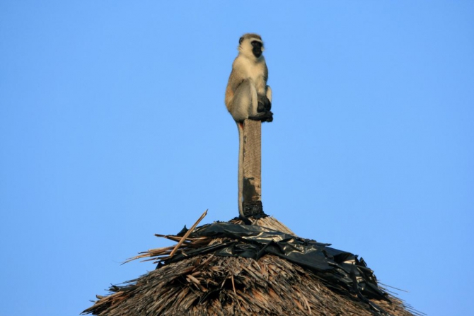 Гора Кения (Путешествие в колыбель Обамы - 4, Горный туризм, абердаре, батиан, африка)