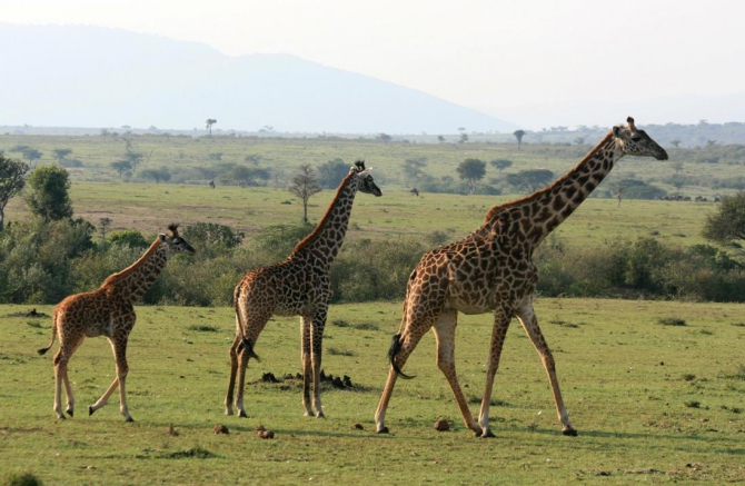 Гора Кения (Путешествие в колыбель Обамы - 4, Горный туризм, абердаре, батиан, африка)