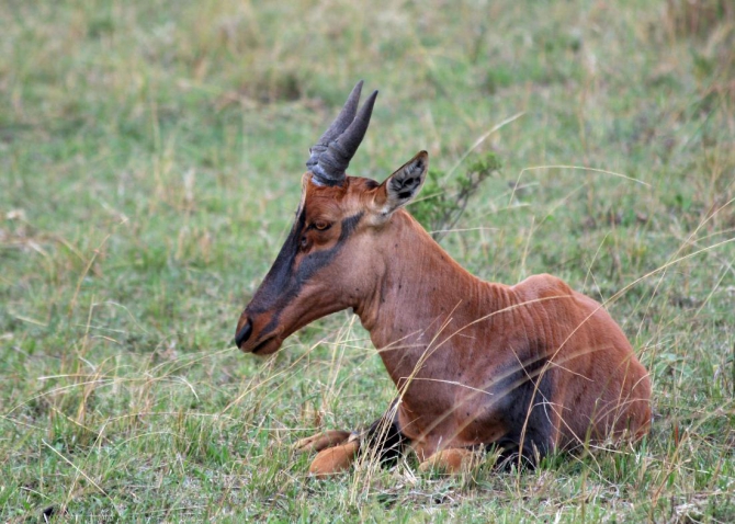Гора Кения (Путешествие в колыбель Обамы - 4, Горный туризм, абердаре, батиан, африка)