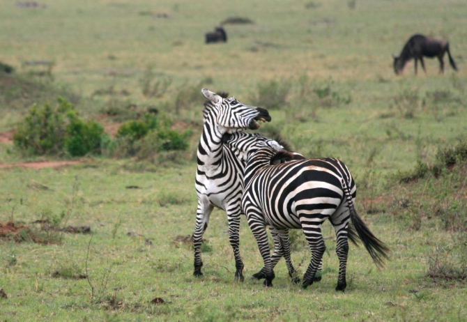 Гора Кения (Путешествие в колыбель Обамы - 4, Горный туризм, абердаре, батиан, африка)