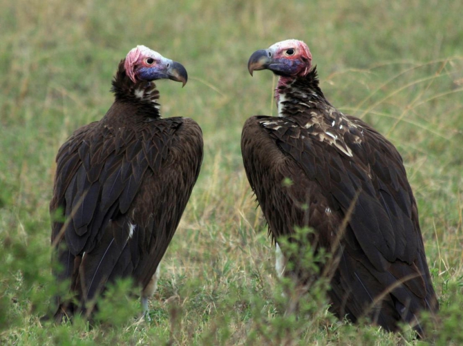 Гора Кения (Путешествие в колыбель Обамы - 4, Горный туризм, абердаре, батиан, африка)