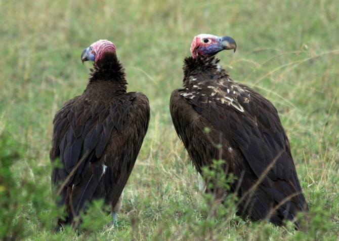 Гора Кения (Путешествие в колыбель Обамы - 4, Горный туризм, абердаре, батиан, африка)