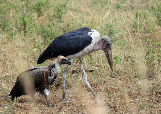 Гора Кения (Путешествие в колыбель Обамы - 4, Горный туризм, абердаре, батиан, африка)