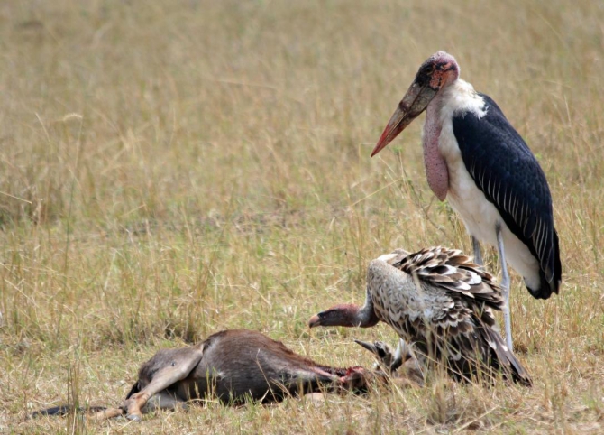 Гора Кения (Путешествие в колыбель Обамы - 4, Горный туризм, абердаре, батиан, африка)