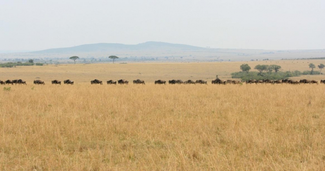 Гора Кения (Путешествие в колыбель Обамы - 4, Горный туризм, абердаре, батиан, африка)