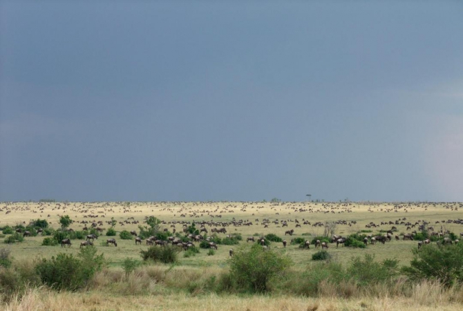 Гора Кения (Путешествие в колыбель Обамы - 4, Горный туризм, абердаре, батиан, африка)