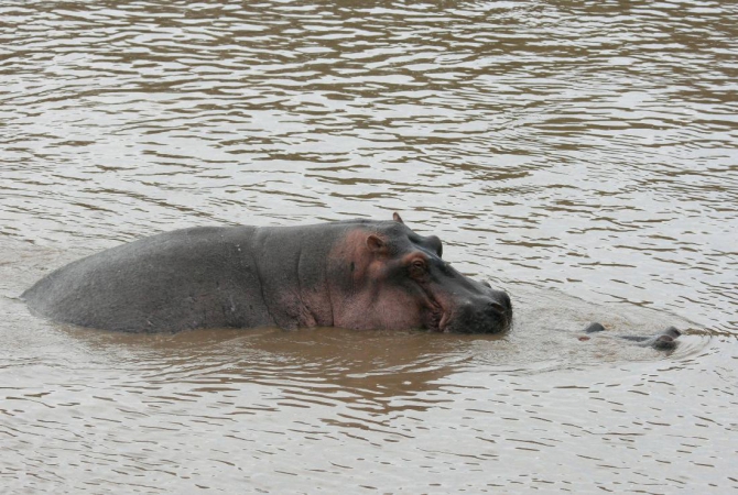 Гора Кения (Путешествие в колыбель Обамы - 4, Горный туризм, абердаре, батиан, африка)