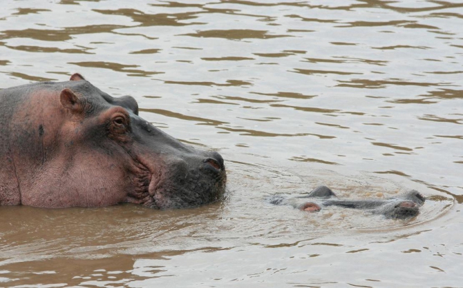 Гора Кения (Путешествие в колыбель Обамы - 4, Горный туризм, абердаре, батиан, африка)