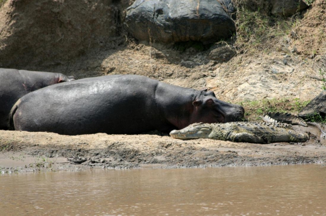 Гора Кения (Путешествие в колыбель Обамы - 4, Горный туризм, абердаре, батиан, африка)