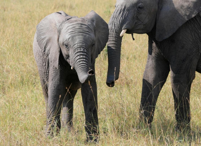 Гора Кения (Путешествие в колыбель Обамы - 4, Горный туризм, абердаре, батиан, африка)