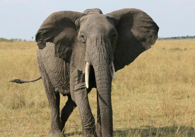 Гора Кения (Путешествие в колыбель Обамы - 4, Горный туризм, абердаре, батиан, африка)