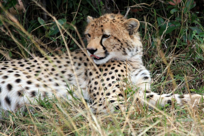 Гора Кения (Путешествие в колыбель Обамы - 4, Горный туризм, абердаре, батиан, африка)