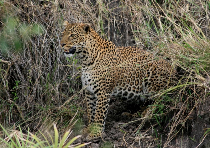 Гора Кения (Путешествие в колыбель Обамы - 4, Горный туризм, абердаре, батиан, африка)
