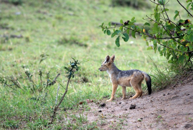 Гора Кения (Путешествие в колыбель Обамы - 4, Горный туризм, абердаре, батиан, африка)