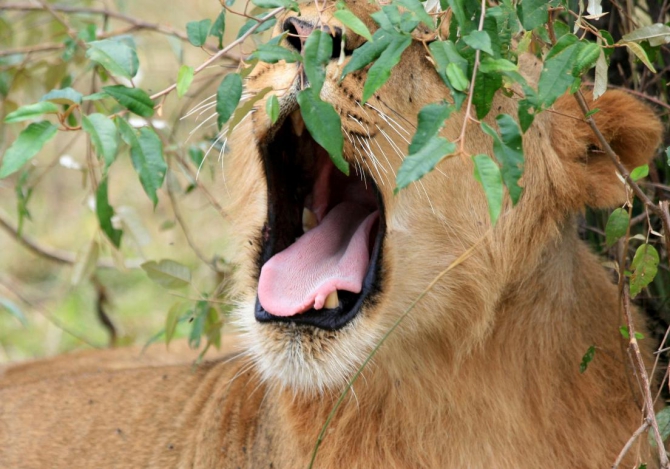Гора Кения (Путешествие в колыбель Обамы - 4, Горный туризм, абердаре, батиан, африка)