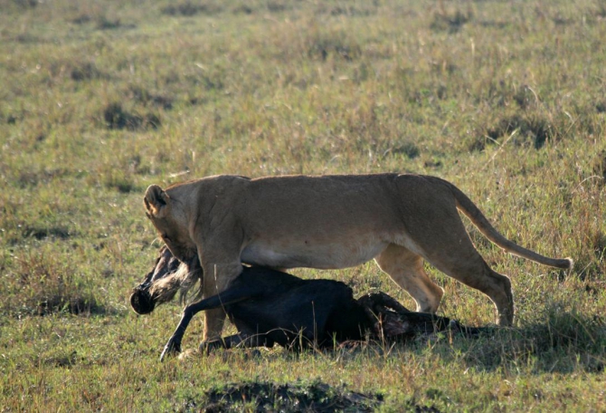 Гора Кения (Путешествие в колыбель Обамы - 4, Горный туризм, абердаре, батиан, африка)
