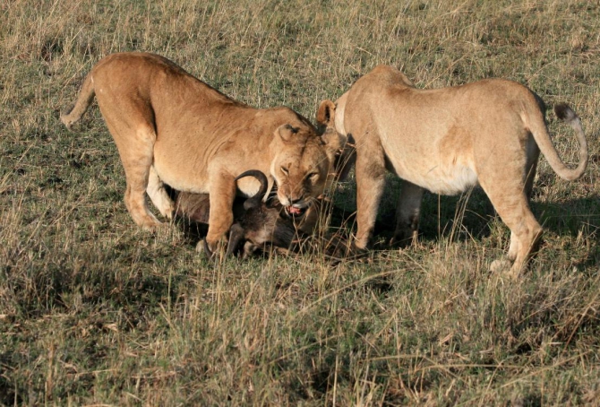 Гора Кения (Путешествие в колыбель Обамы - 4, Горный туризм, абердаре, батиан, африка)