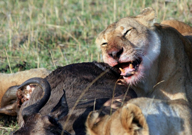 Гора Кения (Путешествие в колыбель Обамы - 4, Горный туризм, абердаре, батиан, африка)