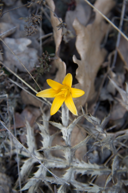 Весна в Крыму (Альпинизм, сивера, куш-кая, sivera team, школа роупджампинга, маршруты для новичков, нефедов, маршруты для детей, скалолазный тур, кемпинг, grivel)
