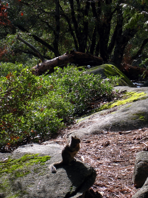 Он, она, медведь и кроссовки Asolo (Альпинизм, йосемити)