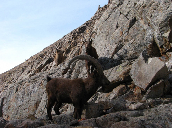 Альплагерь «Ала-Арча». Прошедшее, настоящее, будущее. (Альпинизм, альпинистские смены, дмитрий греков, new арча, горы, альпинизм)