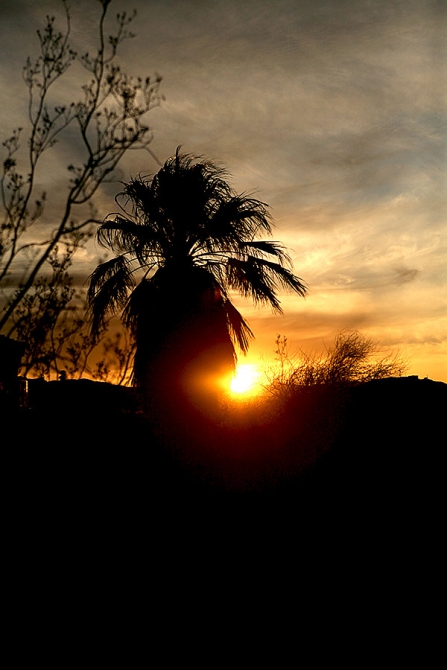 Оставляя суету городов... (Альпинизм, joshua tree, америка, zion women, джошуа)
