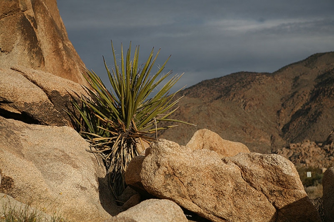 Оставляя суету городов... (Альпинизм, joshua tree, америка, zion women, джошуа)