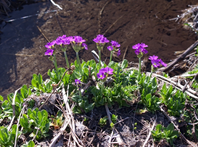 Май-2012. Фотопутешествие (Горный туризм, мурсалы, гаралыкол, черенкол, джиылсу, кавказ, приэльбрусье, горы, балкбаши, артыкчат, эльбрус)