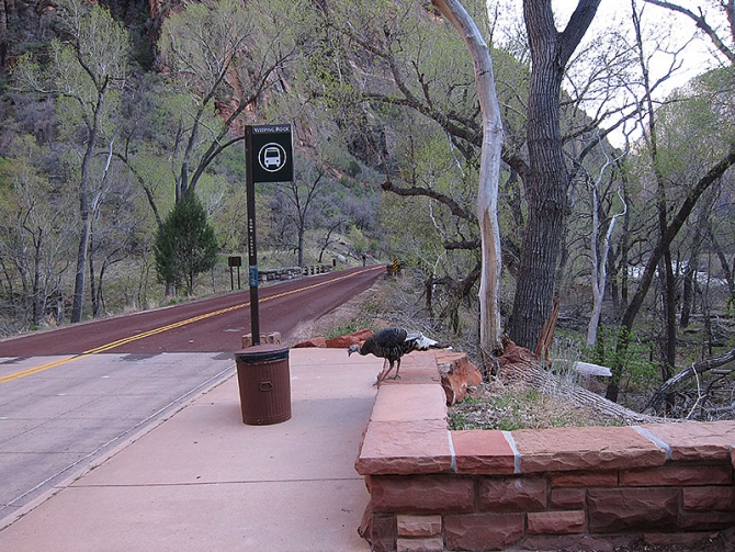 Возвращение в Зион… (Скайраннинг, zion, zion women climbing fest)