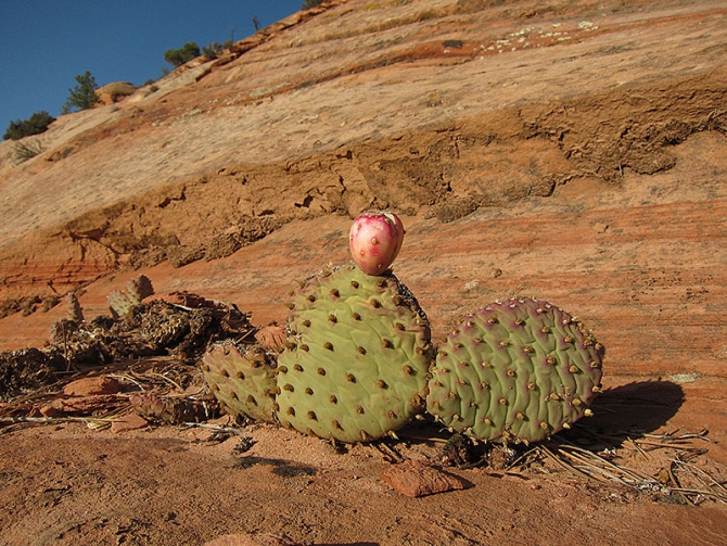 Возвращение в Зион… (Скайраннинг, zion, zion women climbing fest)