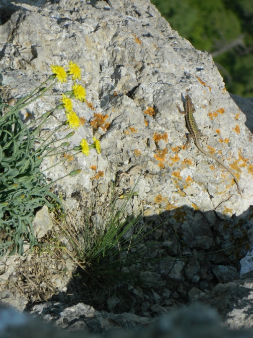 Повествование с цитатами из Н.Носова и картинками от участников "Как мы на "Незнаек" ходили". (Альпинизм, крым, скалолазание, "незнайки на луне")
