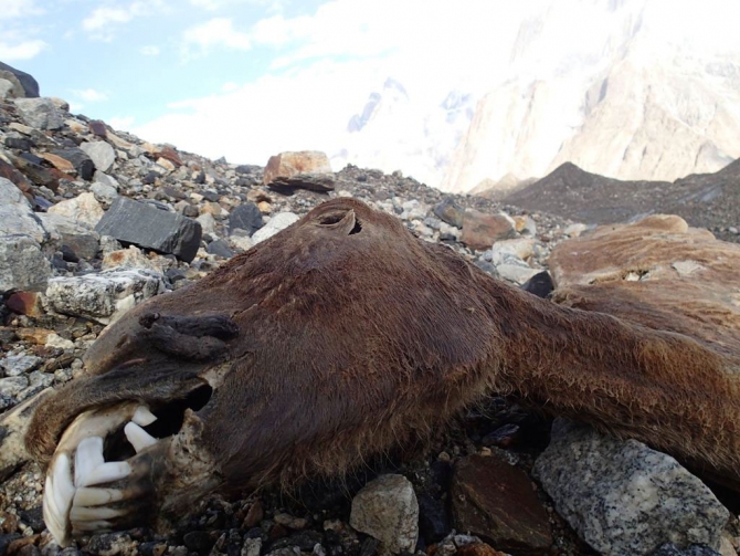 Музтаг - Тауэр 2012. Первый выход, звери и фотки + UPDATE (непогода, Альпинизм, bruce normand, какакорум, алексика. экспециция, клуб семь вершин, чемпионат россии., фаис москвы, венто, альпиндустрия, баск)