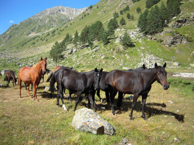 Результаты тестирования палатки от НПФ БАСК, модель SHARK FIN FLAР (Горный туризм)