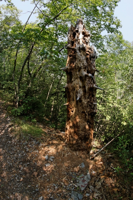Фотоальбом "Дорога в облака". (Горный туризм, mitikas, e4, митикас, olimpus, сколио, олимп, skala, греция, скала, greece, skolio)