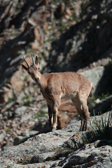 Козлы! Одни козлы! (ала-арча, рацека, кфа)