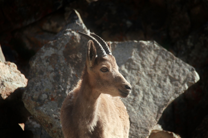 Козлы! Одни козлы! (ала-арча, рацека, кфа)