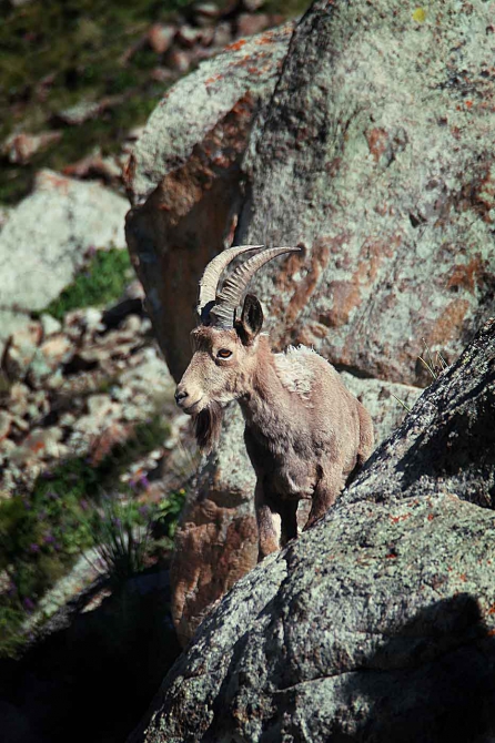 Козлы! Одни козлы! (ала-арча, рацека, кфа)